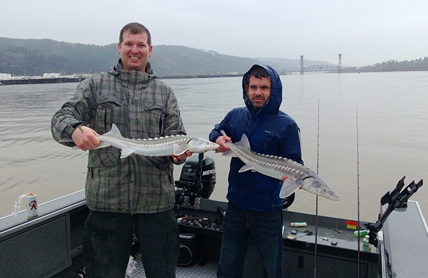 portladnd sturgeon fishing